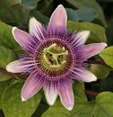 Passionflower Moderate Package